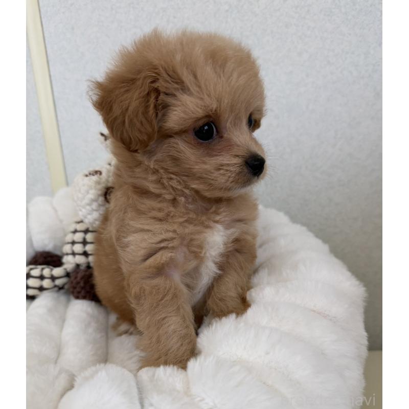 販売中の長崎県のチワプー:チワワ×トイプードル-438653の4枚目