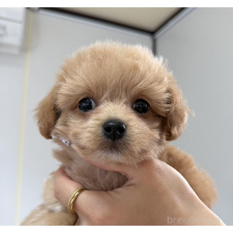 販売中の長崎県のチワプー:チワワ×トイプードル-438653の3枚目