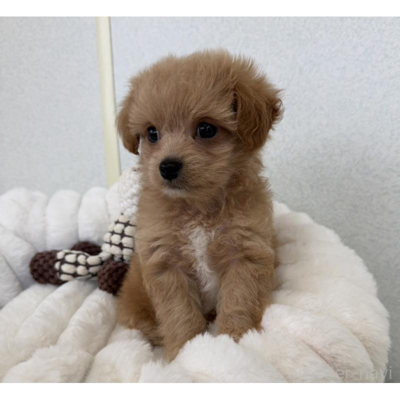 販売中の長崎県のチワプー:チワワ×トイプードル-438653の2枚目