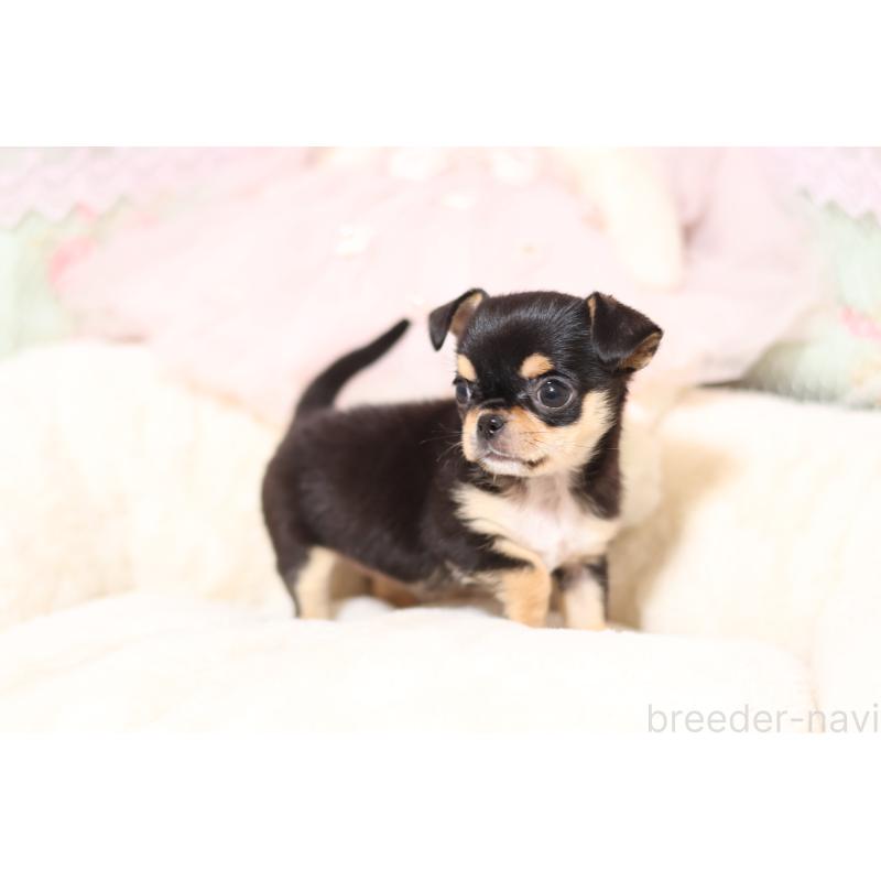 販売中の大阪府のチワワ(スムースコート)-438654の2枚目