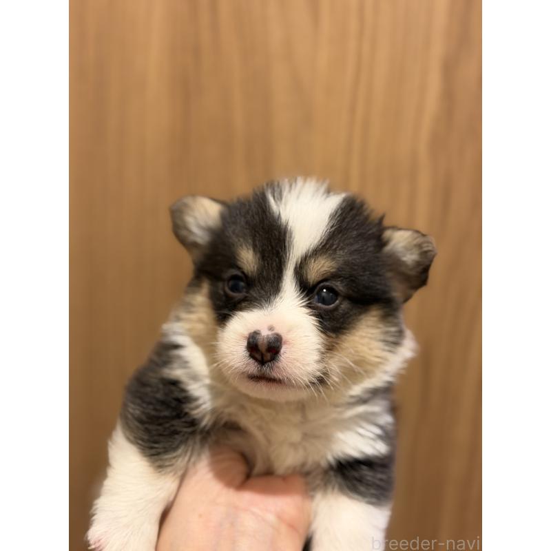 成約済の愛知県のウェルシュコーギーペンブローク-436849の9枚目