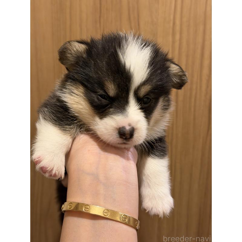 成約済の愛知県のウェルシュコーギーペンブローク-436849の8枚目