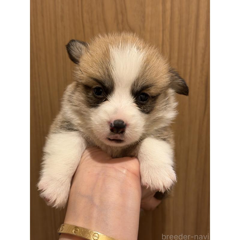 成約済の愛知県のウェルシュコーギーペンブローク-436851の8枚目