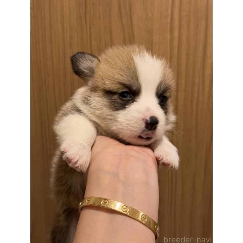 成約済の愛知県のウェルシュコーギーペンブローク-436851の7枚目