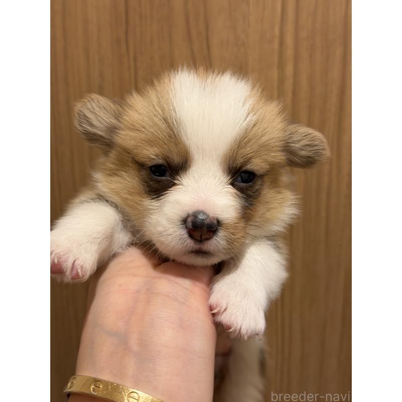 成約済の愛知県のウェルシュコーギーペンブローク-436852の12枚目