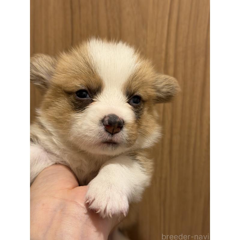 成約済の愛知県のウェルシュコーギーペンブローク-436852の11枚目