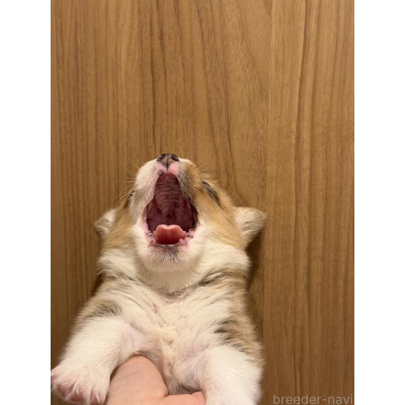 成約済の愛知県のウェルシュコーギーペンブローク-436852の10枚目