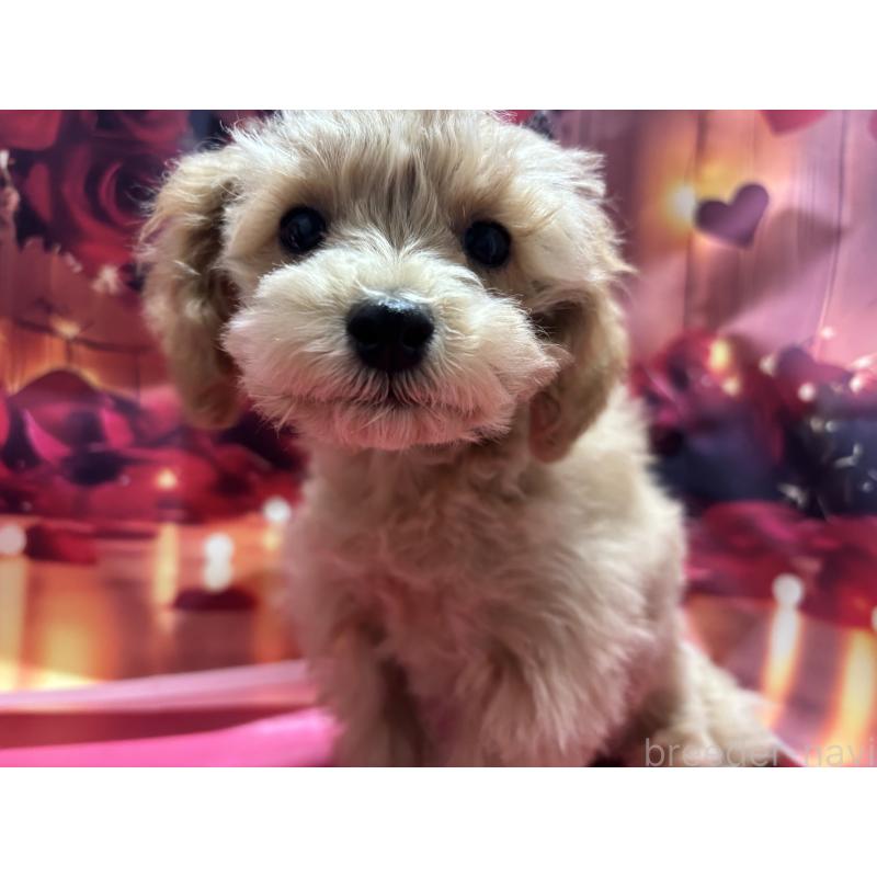 販売中の栃木県のティーカッププードル-424871