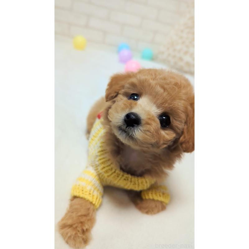 販売中の高知県のタイニープードル-436745の5枚目
