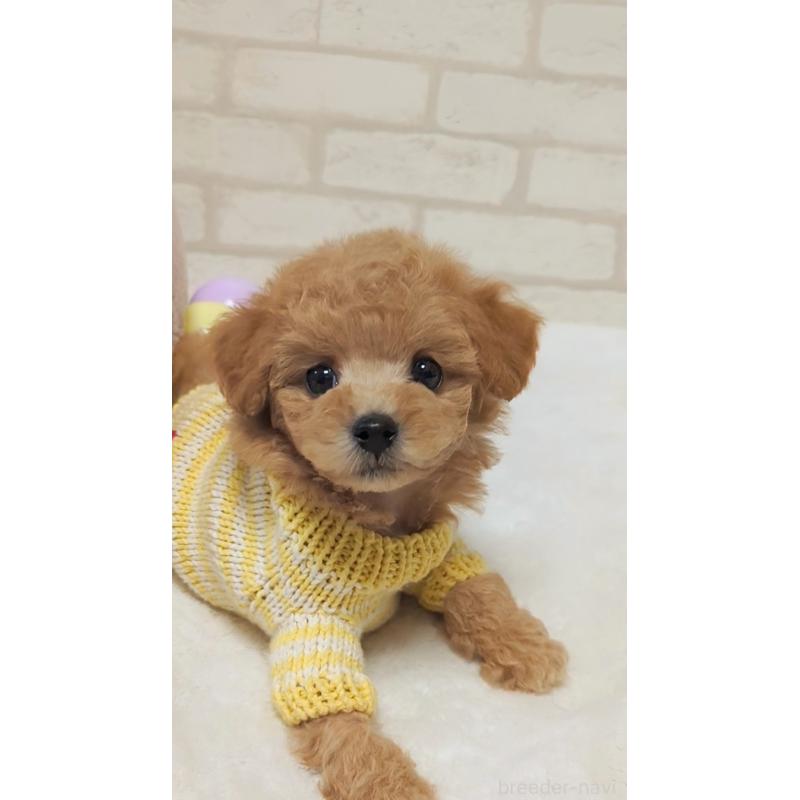 販売中の高知県のタイニープードル-436745の4枚目