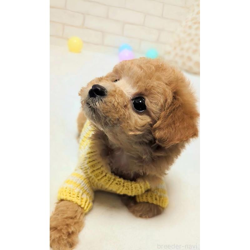 販売中の高知県のタイニープードル-436745の3枚目