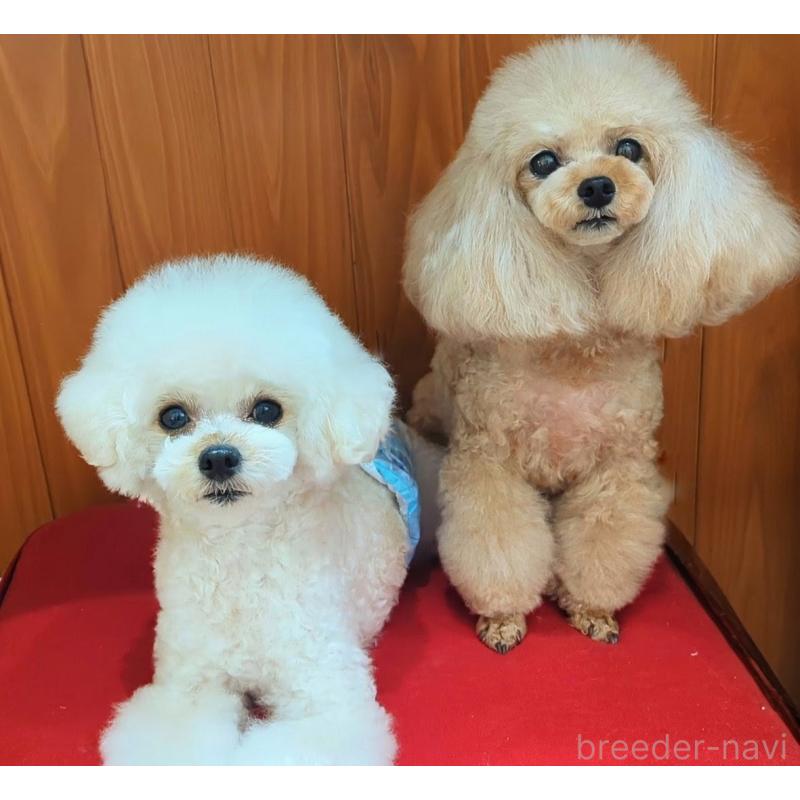 販売中の高知県のタイニープードル-436745の2枚目