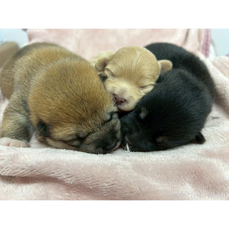 販売中の愛知県のマルプー:マルチーズ×トイプードル-438657の10枚目