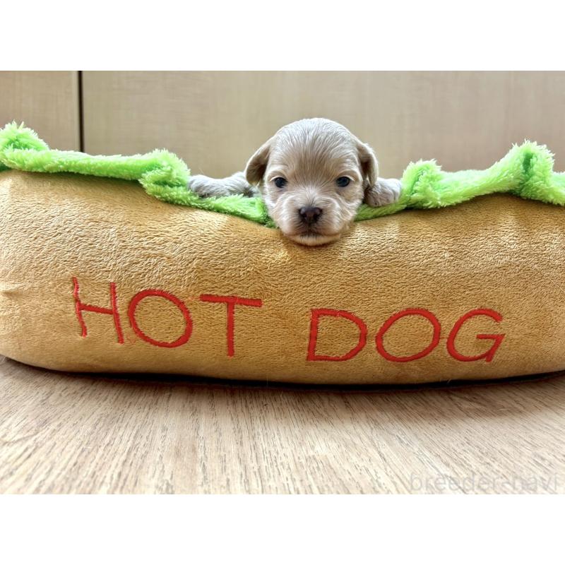 販売中の愛知県のマルプー:マルチーズ×トイプードル-438657の9枚目