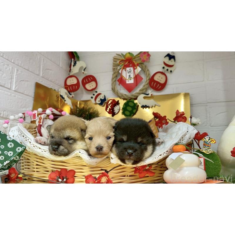 販売中の愛知県のマルプー:マルチーズ×トイプードル-438657の8枚目