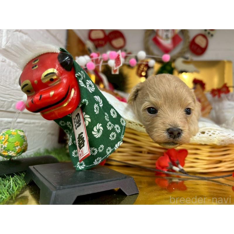 販売中の愛知県のマルプー:マルチーズ×トイプードル-438657の6枚目