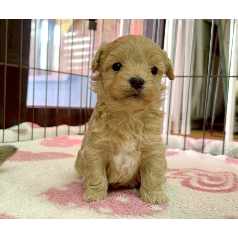 販売中の愛知県のマルプー:マルチーズ×トイプードル-438657の5枚目