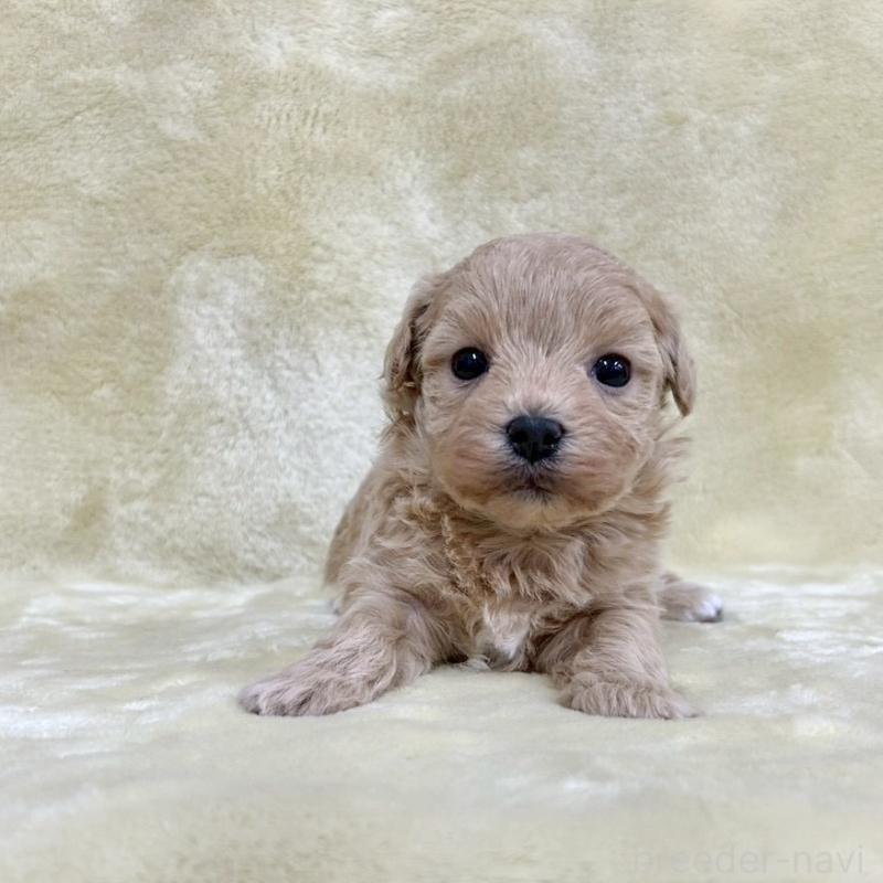 販売中の愛知県のマルプー:マルチーズ×トイプードル-438657の4枚目