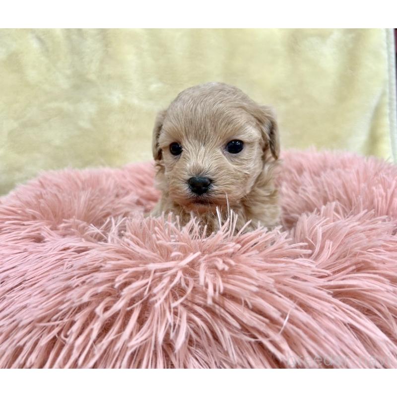 販売中の愛知県のマルプー:マルチーズ×トイプードル-438657の3枚目