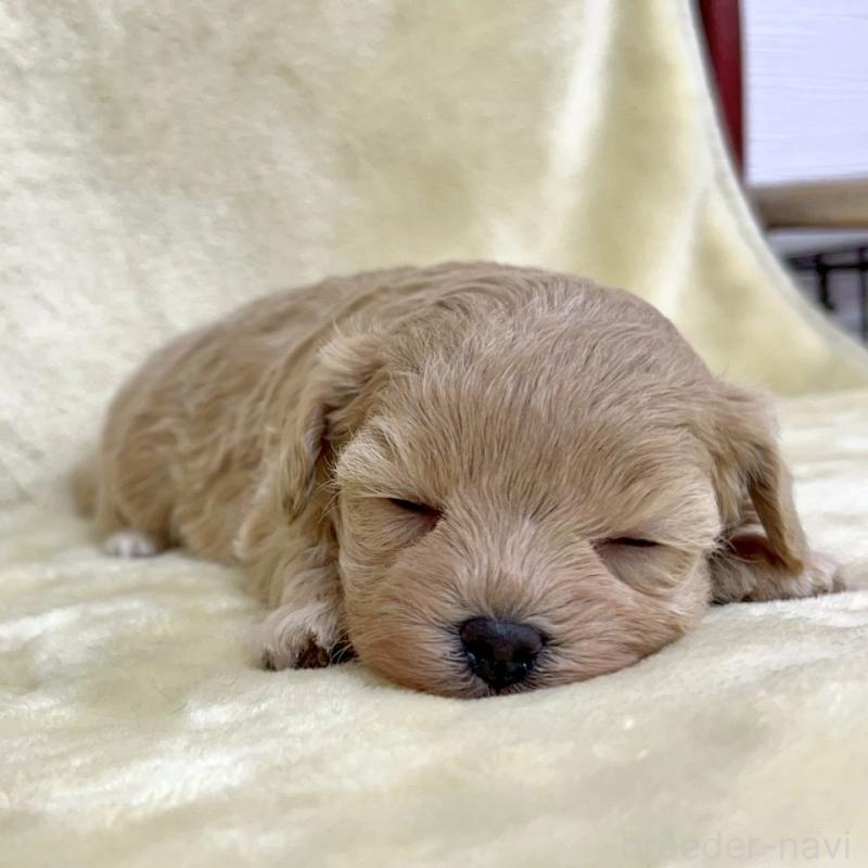 販売中の愛知県のマルプー:マルチーズ×トイプードル-438657の2枚目