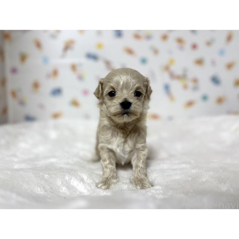 販売中の東京都のチワプー:チワワ×トイプードル-438577の4枚目