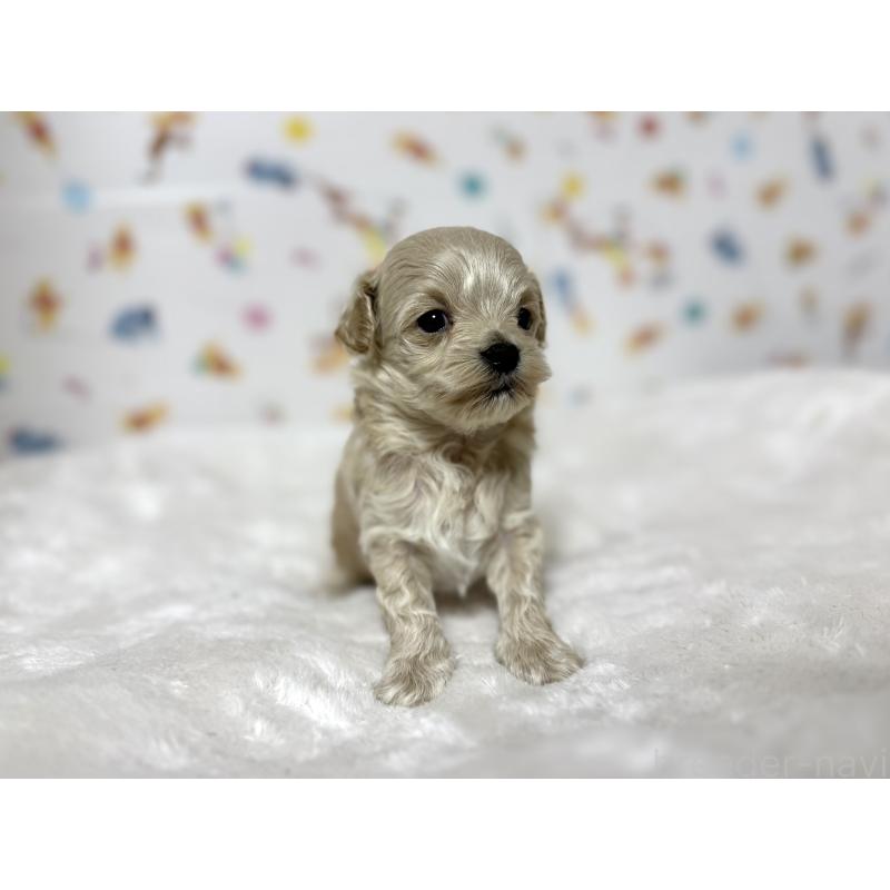 販売中の東京都のチワプー:チワワ×トイプードル-438577の3枚目