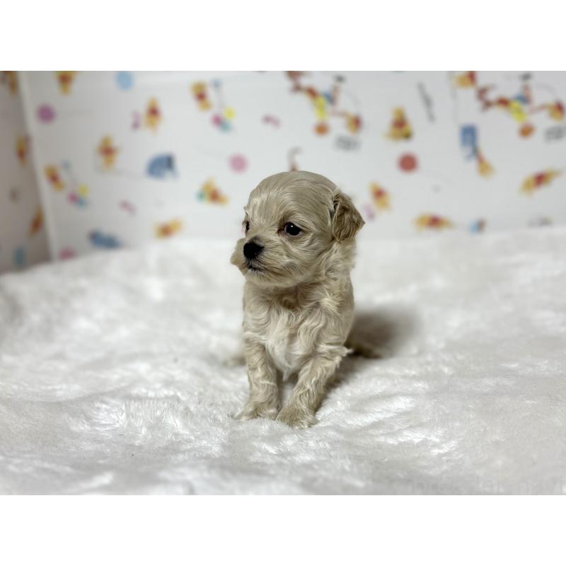 販売中の東京都のチワプー:チワワ×トイプードル-438577の2枚目