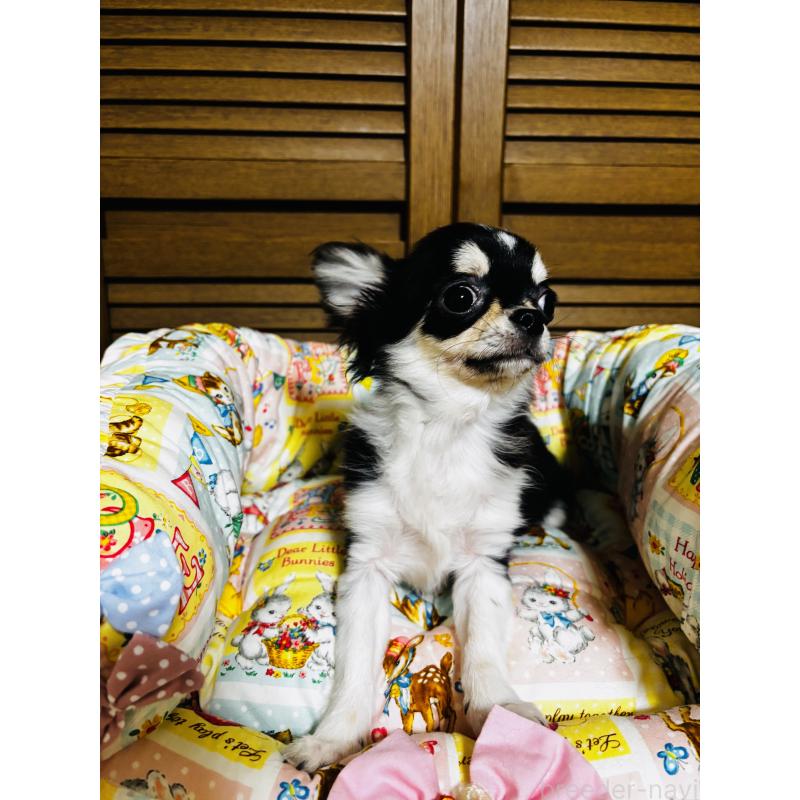 販売中の千葉県のチワワ(ロングコート)-421011の9枚目