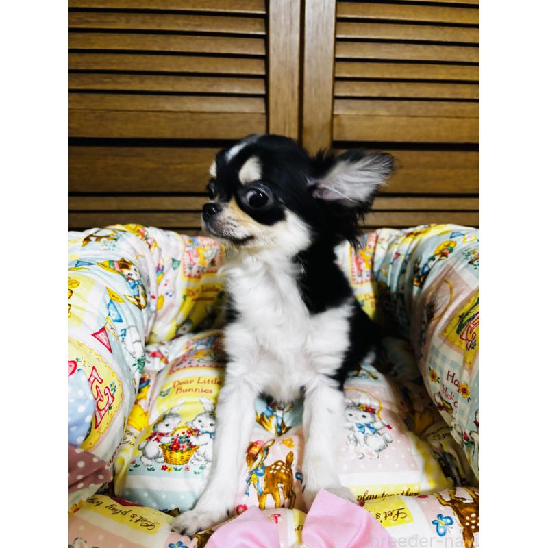 販売中の千葉県のチワワ(ロングコート)-421011の8枚目