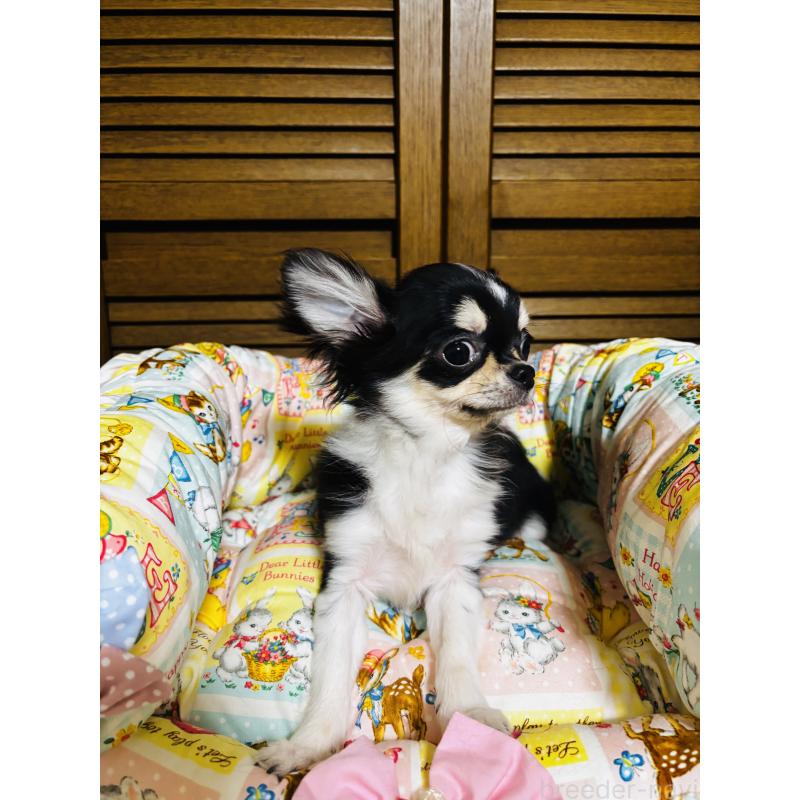 販売中の千葉県のチワワ(ロングコート)-421011の7枚目