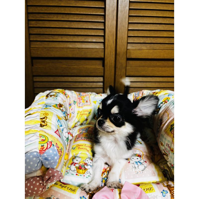 販売中の千葉県のチワワ(ロングコート)-421011の6枚目