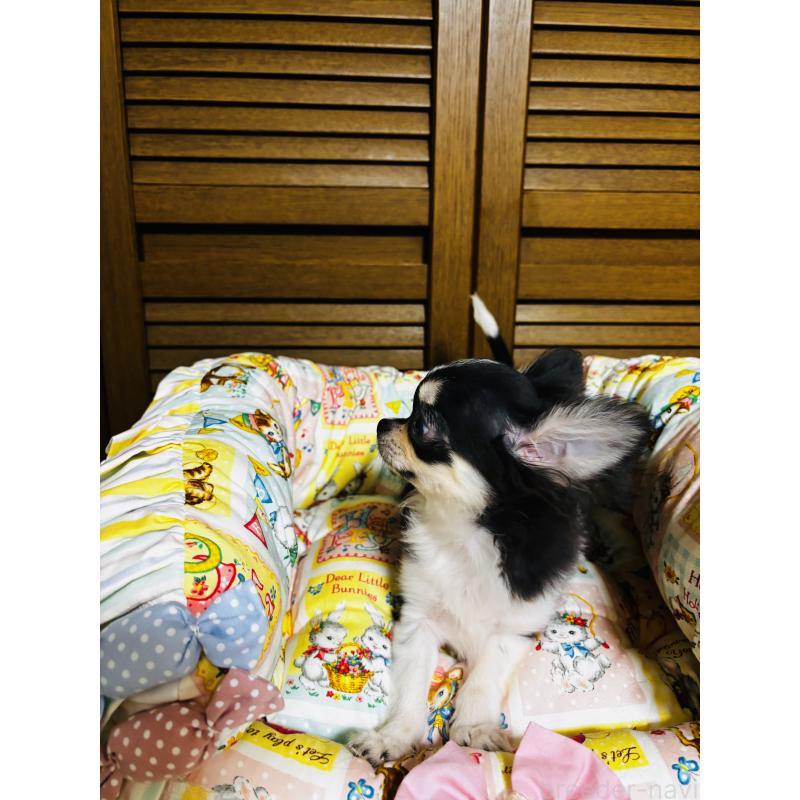 販売中の千葉県のチワワ(ロングコート)-421011の5枚目