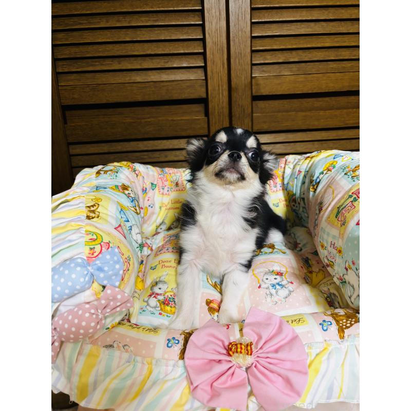 販売中の千葉県のチワワ(ロングコート)-421011の4枚目