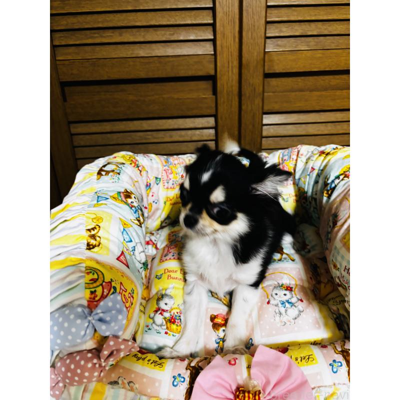 販売中の千葉県のチワワ(ロングコート)-421011の3枚目