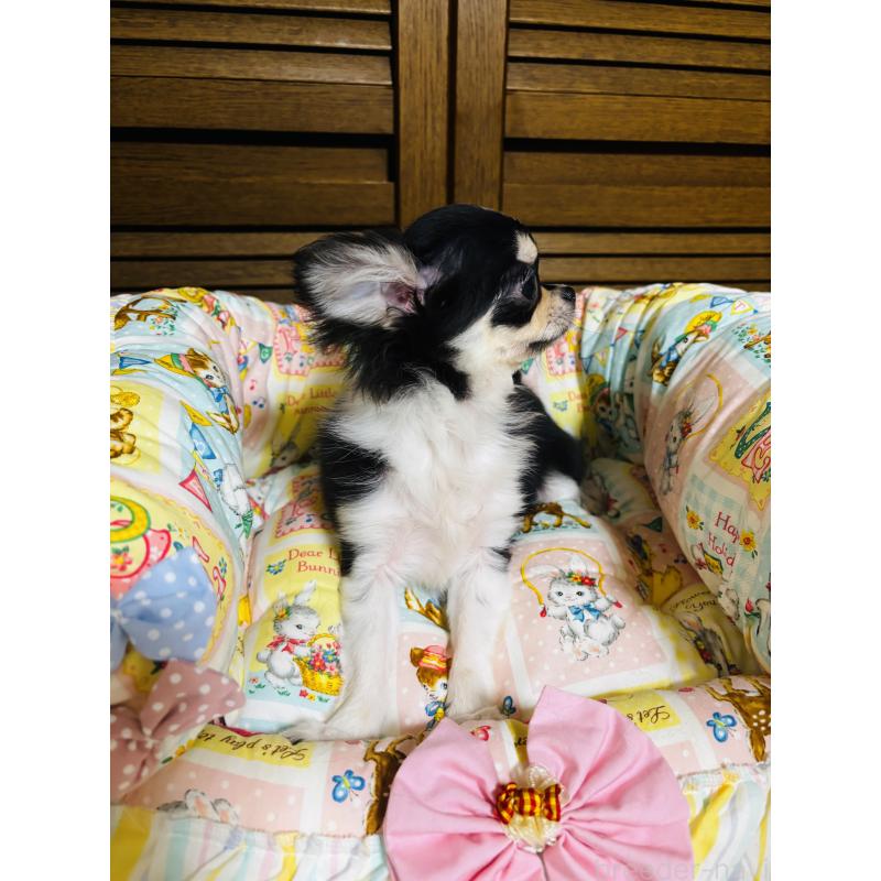 販売中の千葉県のチワワ(ロングコート)-421011の2枚目