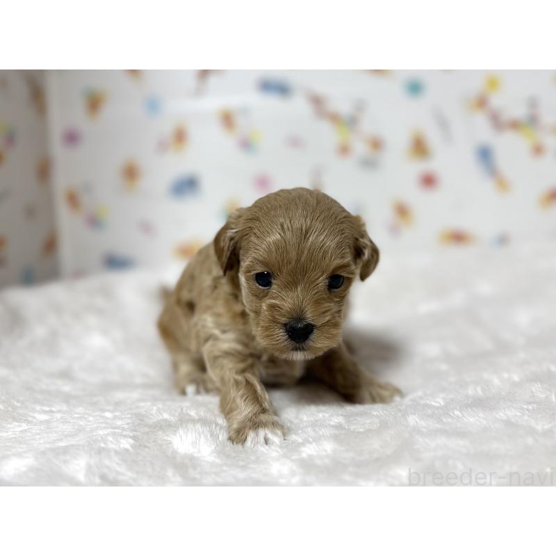 販売中の東京都のチワプー:チワワ×トイプードル-438578の11枚目