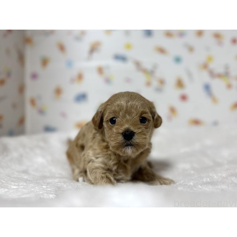 販売中の東京都のチワプー:チワワ×トイプードル-438578の10枚目