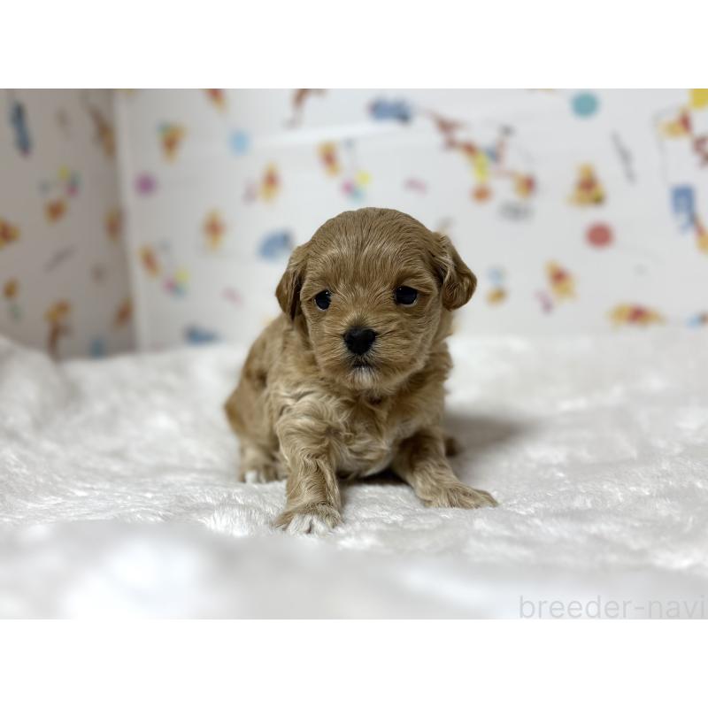 販売中の東京都のチワプー:チワワ×トイプードル-438578の9枚目