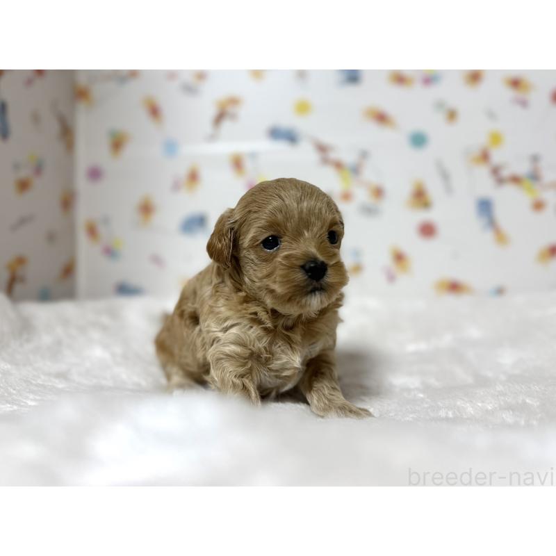 販売中の東京都のチワプー:チワワ×トイプードル-438578の8枚目