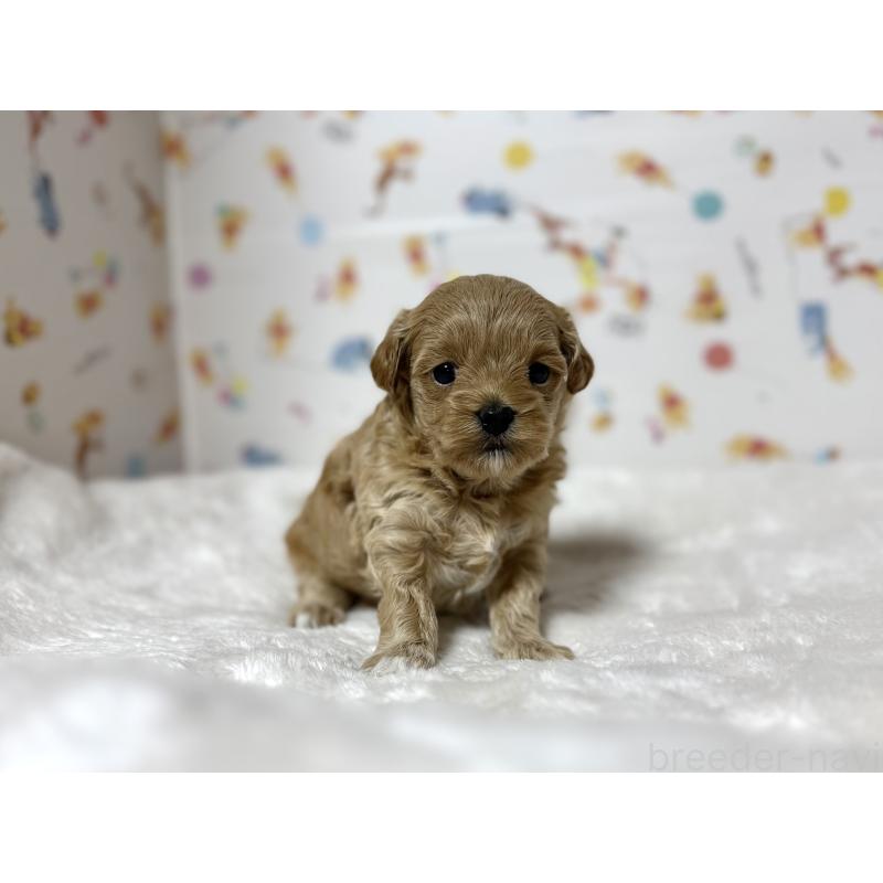 販売中の東京都のチワプー:チワワ×トイプードル-438578の7枚目