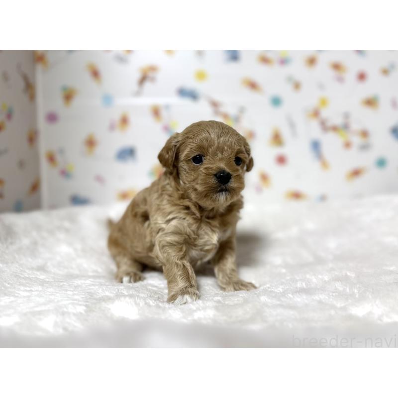 販売中の東京都のチワプー:チワワ×トイプードル-438578の6枚目