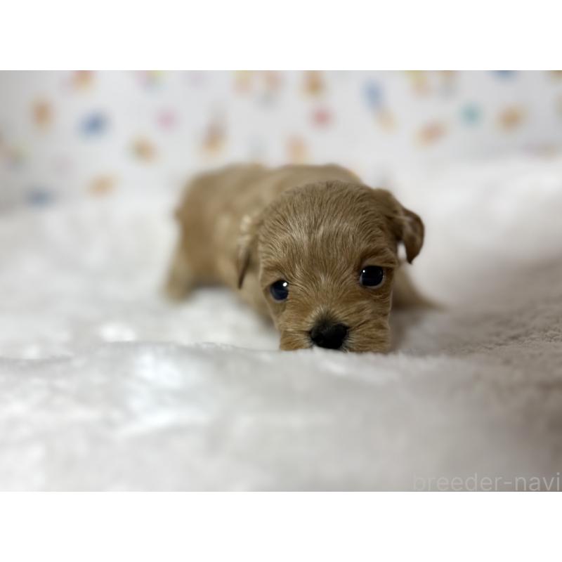 販売中の東京都のチワプー:チワワ×トイプードル-438578の1枚目