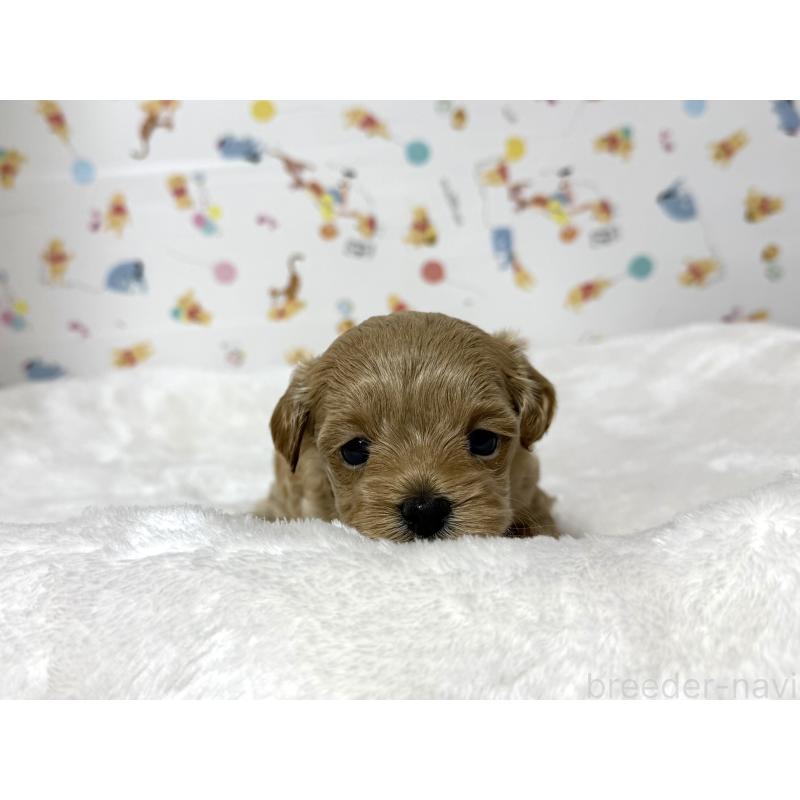 販売中の東京都のチワプー:チワワ×トイプードル-438578の5枚目