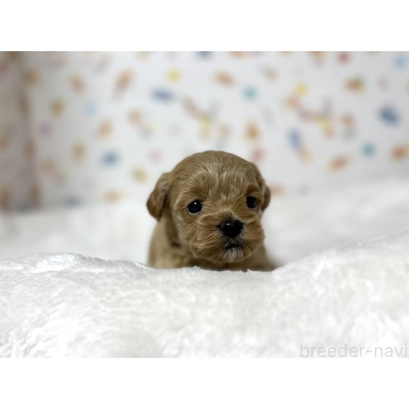 販売中の東京都のチワプー:チワワ×トイプードル-438578の4枚目