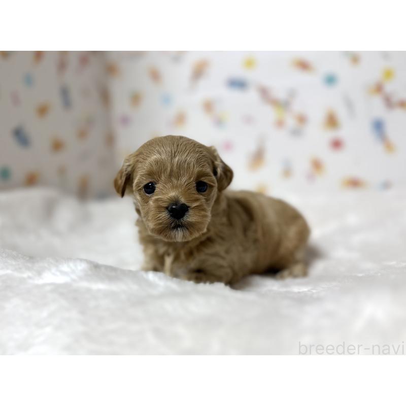 販売中の東京都のチワプー:チワワ×トイプードル-438578の3枚目