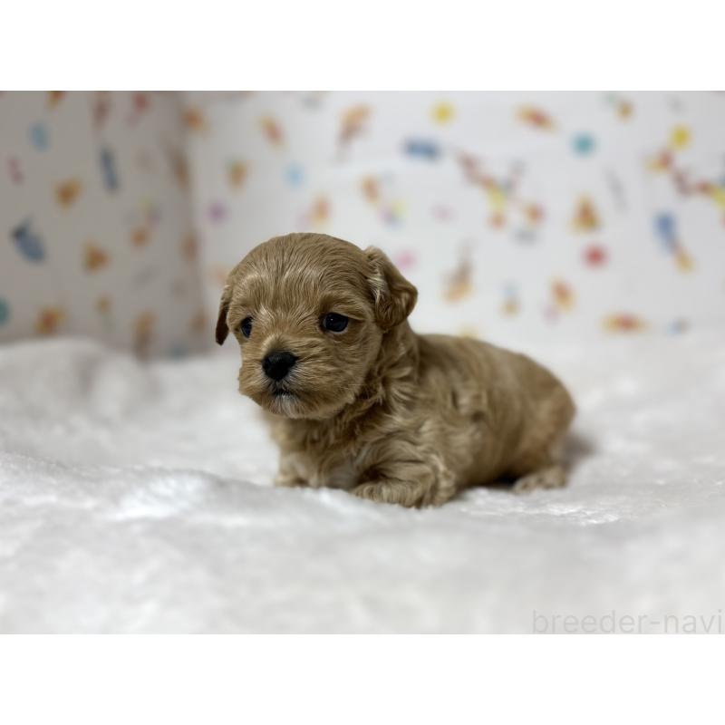 販売中の東京都のチワプー:チワワ×トイプードル-438578の2枚目