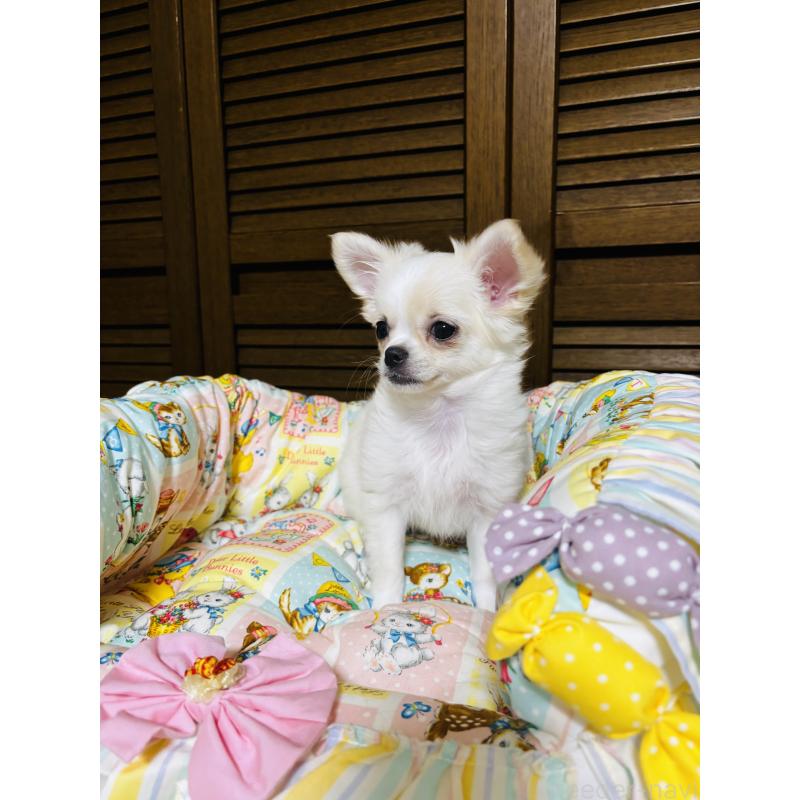 販売中の千葉県のチワワ(ロングコート)-425580の8枚目