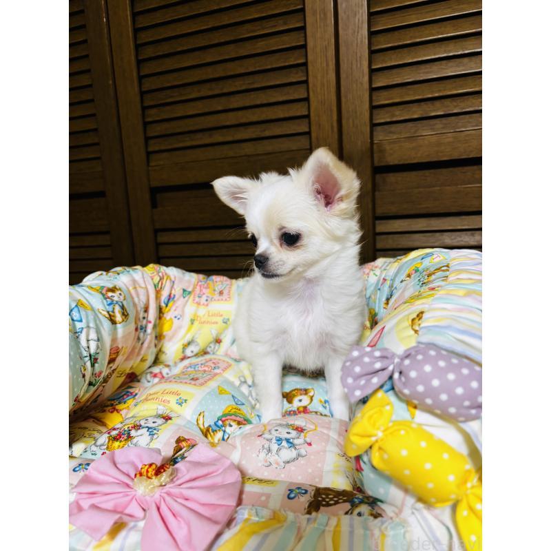 販売中の千葉県のチワワ(ロングコート)-425580の7枚目