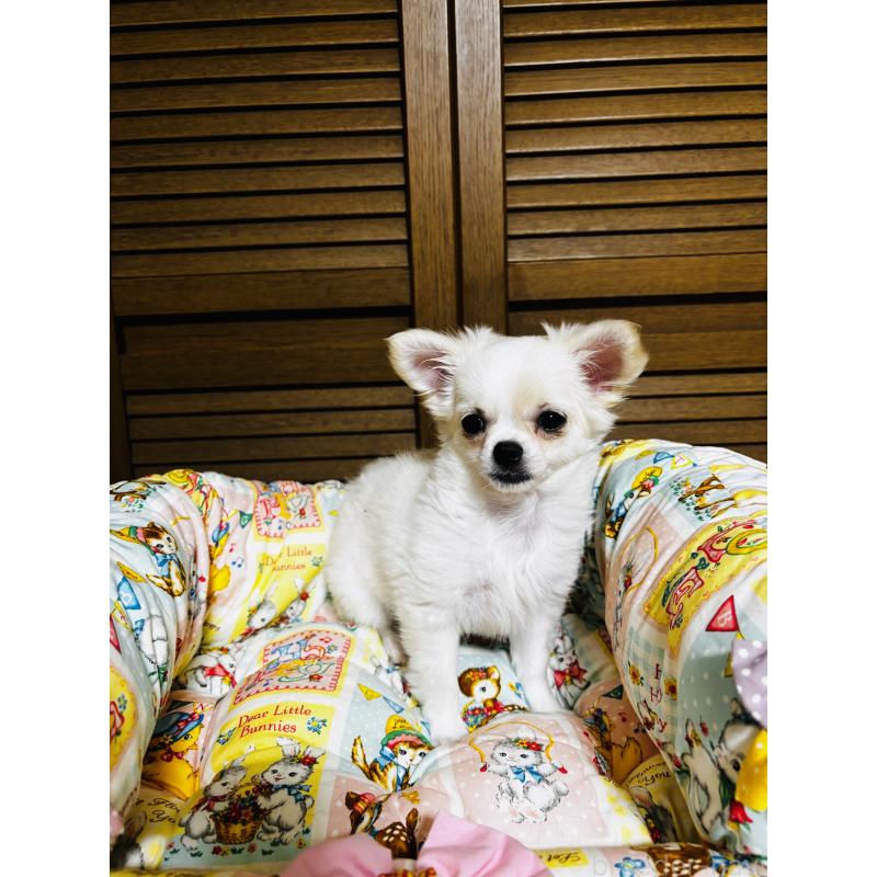 販売中の千葉県のチワワ(ロングコート)-425580の6枚目