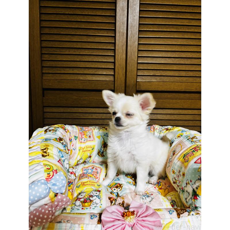 販売中の千葉県のチワワ(ロングコート)-425580の4枚目